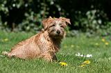 NORFOLK TERRIER 045